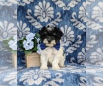 Small Photo #4 Maltipoo Puppy For Sale in NEW PROVIDENCE, PA, USA