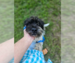 Small #2 Mutt