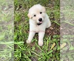 Small #1 German Shepherd Dog