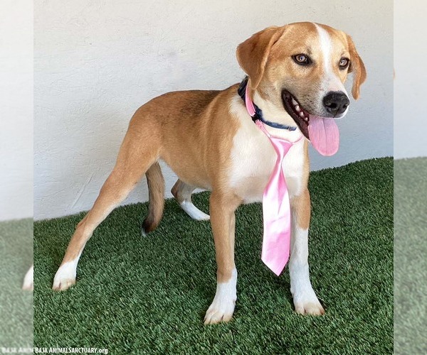 Medium Photo #2 Labbe Puppy For Sale in San Diego, CA, USA