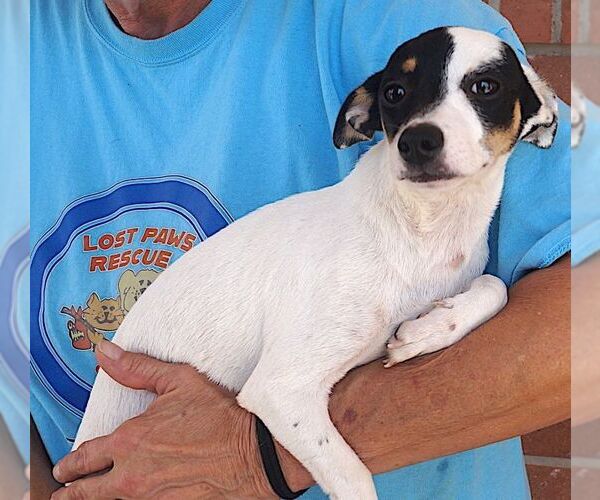 Medium Photo #2 Rat Terrier Puppy For Sale in Carrollton, TX, USA