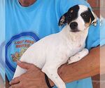 Small #1 Rat Terrier