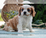 Small #1 Cavalier King Charles Spaniel