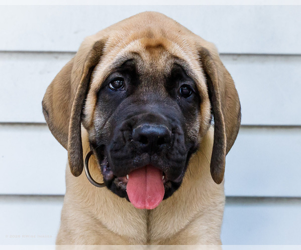 Medium Photo #3 Mastiff Puppy For Sale in WAKARUSA, IN, USA