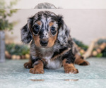 Small #1 Dachshund