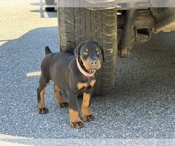 Medium Photo #16 Doberman Pinscher Puppy For Sale in NEWTON, NC, USA