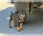 Small #15 Doberman Pinscher