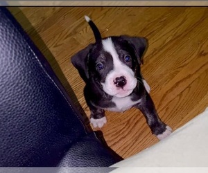 American Bully-Catahoula Leopard Dog Mix Puppy for sale in PLAINFIELD, IL, USA