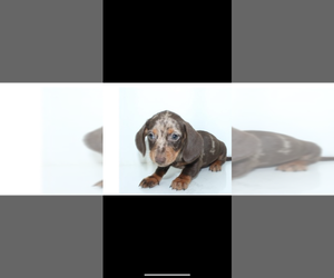 Mother of the Dachshund puppies born on 05/24/2025
