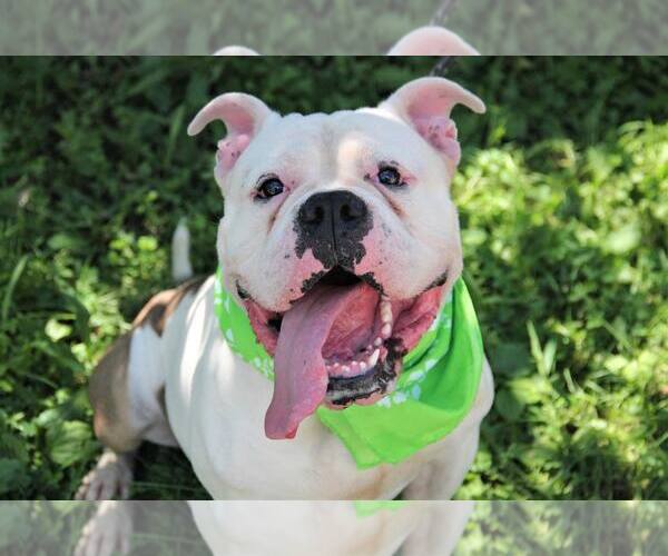 Medium Photo #14 Bulldog-Unknown Mix Puppy For Sale in Rockaway, NJ, USA