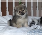 Small Photo #1 Pomeranian Puppy For Sale in FAIRFIELD, CA, USA