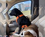 Small #9 Labrador Retriever Mix