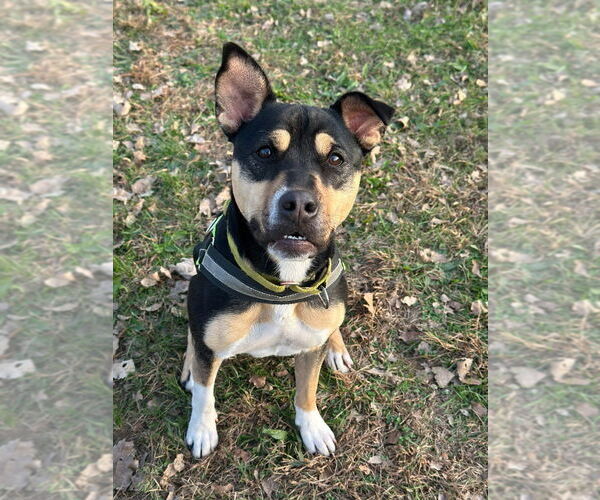 Medium Photo #1 Mutt Puppy For Sale in South Bend, IN, USA