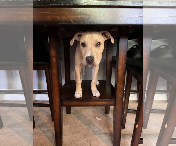 Medium Photo #3 American Pit Bull Terrier-Unknown Mix Puppy For Sale in Shillington, PA, USA