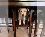 Small #2 American Pit Bull Terrier Mix