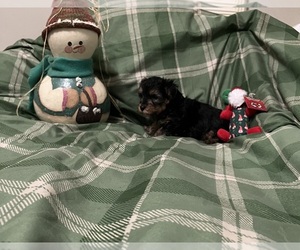 Poodle (Toy)-Yorkshire Terrier Mix Puppy for sale in BENSON, NC, USA