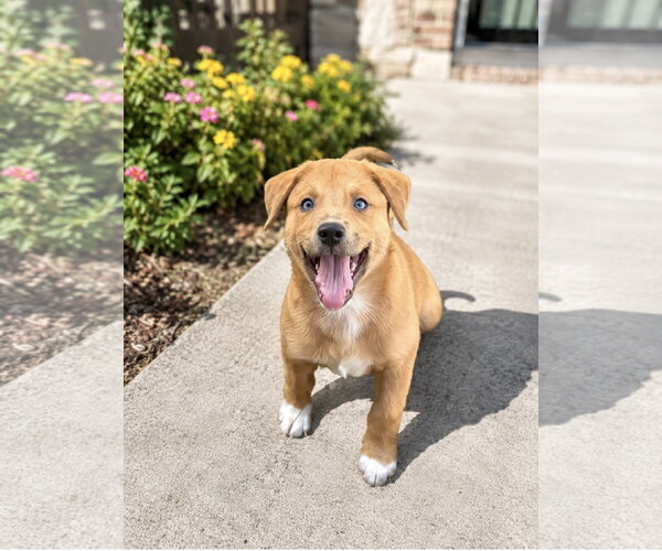 Medium Photo #1 Mutt Puppy For Sale in Euless, TX, USA
