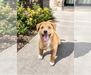 Mutt Dogs for adoption in Euless, TX, USA