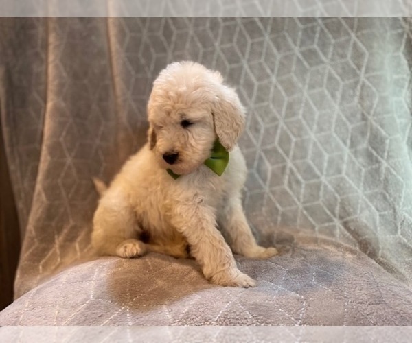 Medium Photo #14 Poodle (Standard) Puppy For Sale in LAKELAND, FL, USA