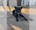 Small #4 American Pit Bull Terrier-Australian Kelpie Mix
