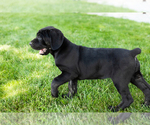 Small #5 Cane Corso