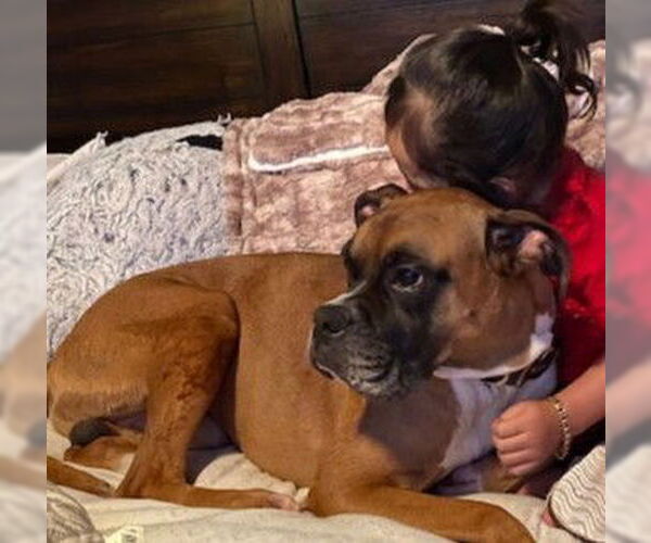 Medium Photo #2 Boxer Puppy For Sale in Austin, TX, USA