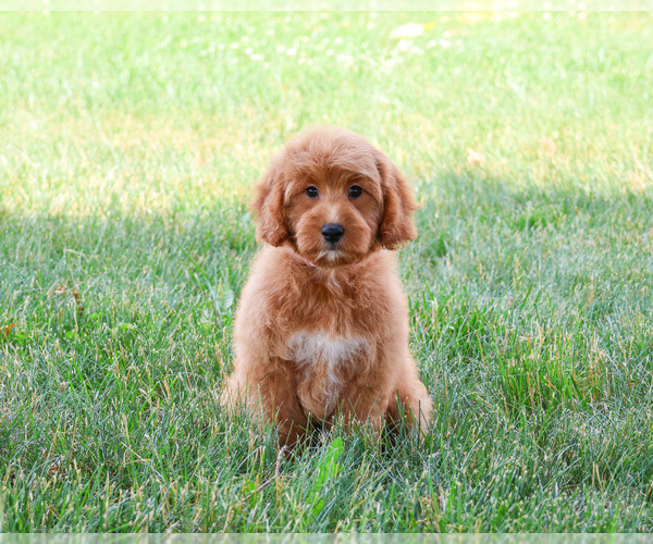 Medium Photo #3 Goldendoodle-Poodle (Toy) Mix Puppy For Sale in SYRACUSE, IN, USA