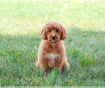 Small #2 Goldendoodle-Poodle (Toy) Mix