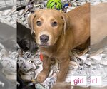 Small Photo #2 Pointer-Retriever  Mix Puppy For Sale in Pottstown, PA, USA