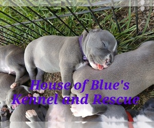 American Pit Bull Terrier Puppy for Sale in DELAWARE, Ohio USA