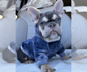 French Bulldog Puppy for sale in HENDERSON, NV, USA