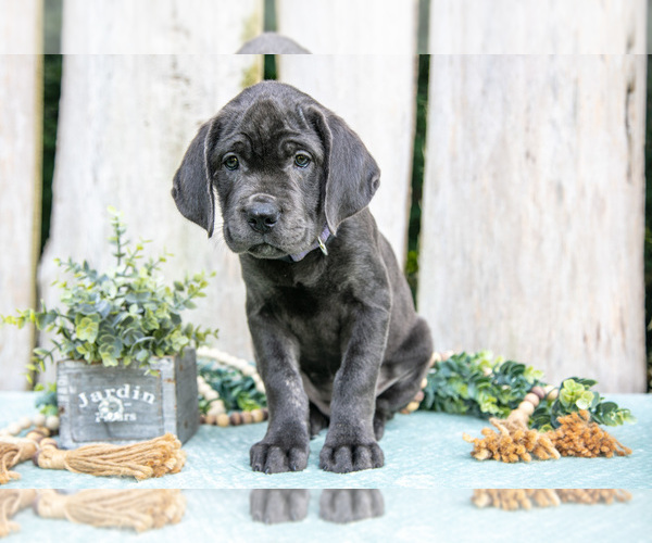 Medium Photo #8 Cane Corso Puppy For Sale in HOWE, IN, USA
