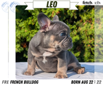 Puppy 3 French Bulldog