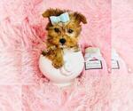 Small #6 Yorkshire Terrier