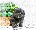 Small Photo #6 Shih Tzu Puppy For Sale in SYRACUSE, IN, USA