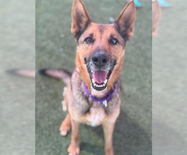 Medium Photo #2 German Shepherd Dog-Unknown Mix Puppy For Sale in Elk Grove, CA, USA