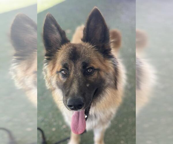 Medium Photo #1 German Shepherd Dog-Unknown Mix Puppy For Sale in Woodland, CA, USA