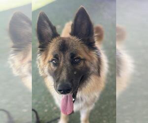 German Shepherd Dog-Unknown Mix Dogs for adoption in Woodland, CA, USA