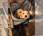 Small Photo #5 Shepweiller Puppy For Sale in Raleigh, NC, USA
