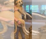 Small #1 Great Pyrenees Mix