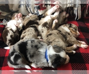 Australian Shepherd Puppy for sale in CLARKSBURG, MA, USA