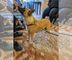 Mackey - Female American Pit Bull Terrier-Unknown Mix Dog for Adoption - Photo #3