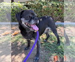 Small #9 Pug Mix