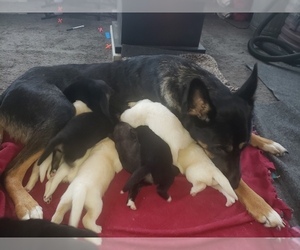 Mother of the German Shepherd Dog-Siberian Husky Mix puppies born on 12/30/2023