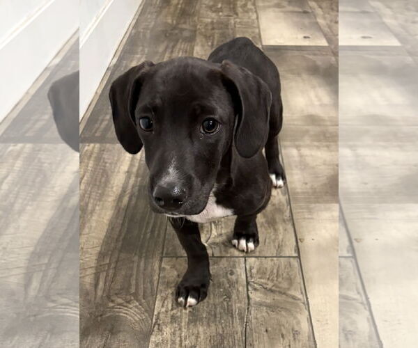 Medium Photo #1 Mutt Puppy For Sale in Mount Pleasant, SC, USA