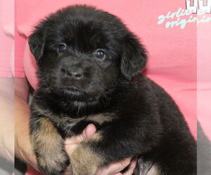 Mutt Dogs for adoption in Prattville, AL, USA