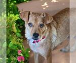 Small #2 Chihuahua Mix