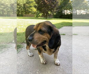 Bagle Hound Dogs for adoption in Chesapeake, VA, USA