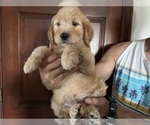 Small Photo #6 Goldendoodle Puppy For Sale in PARKER, CO, USA