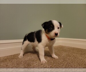 Border Collie Puppy for sale in GOUVERNEUR, NY, USA
